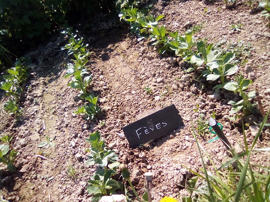 plants de fèves