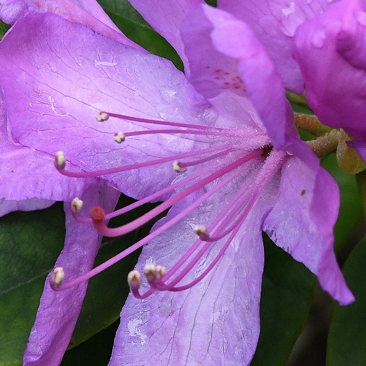 Rhododendron